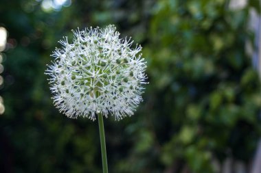 Allium stipitatum: sperm şeklinde beyaz ve yeşil çiçek. Yeşil bulanık arkaplanın önüne kartopu bitkisi