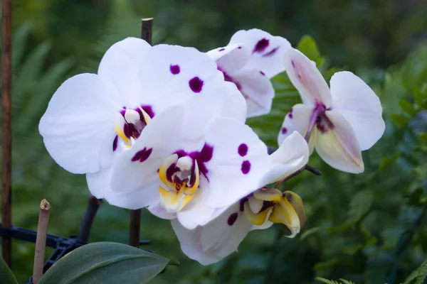 Yeşil Eğreltiotu Arka Planında Güzel Mor Benekli Beyaz Orkideler — Stok fotoğraf
