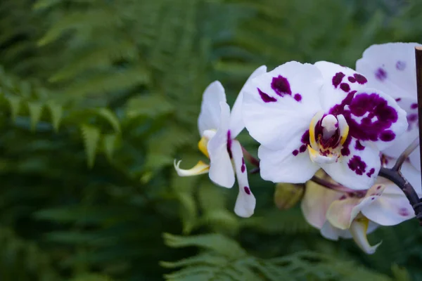 Yeşil Eğreltiotu Arka Planında Güzel Mor Benekli Beyaz Orkideler — Stok fotoğraf