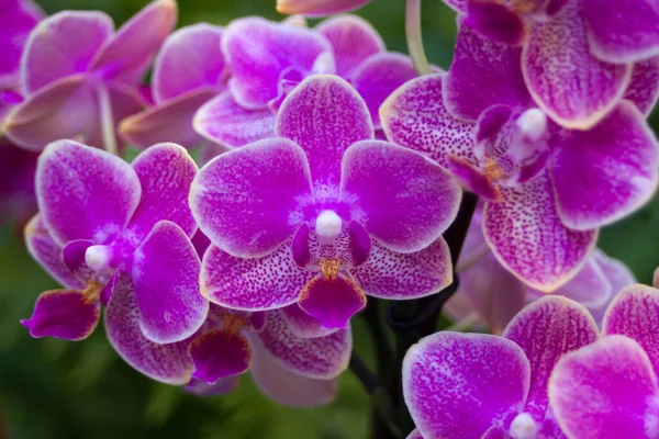 Yeşil Arka Planda Güzel Pembe Mor Benekli Orkideler — Stok fotoğraf