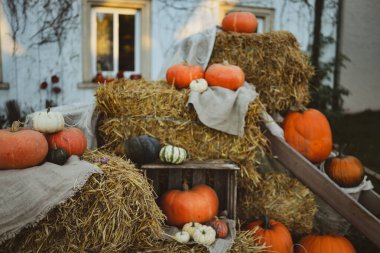 High-quality photos of pumpkins in various shapes and sizes, arranged on a rustic wooden table with autumn leaves and natural sunlight. Perfect for fall, and harvest-themed projects, these images capture the warm and cozy atmosphere of the season.