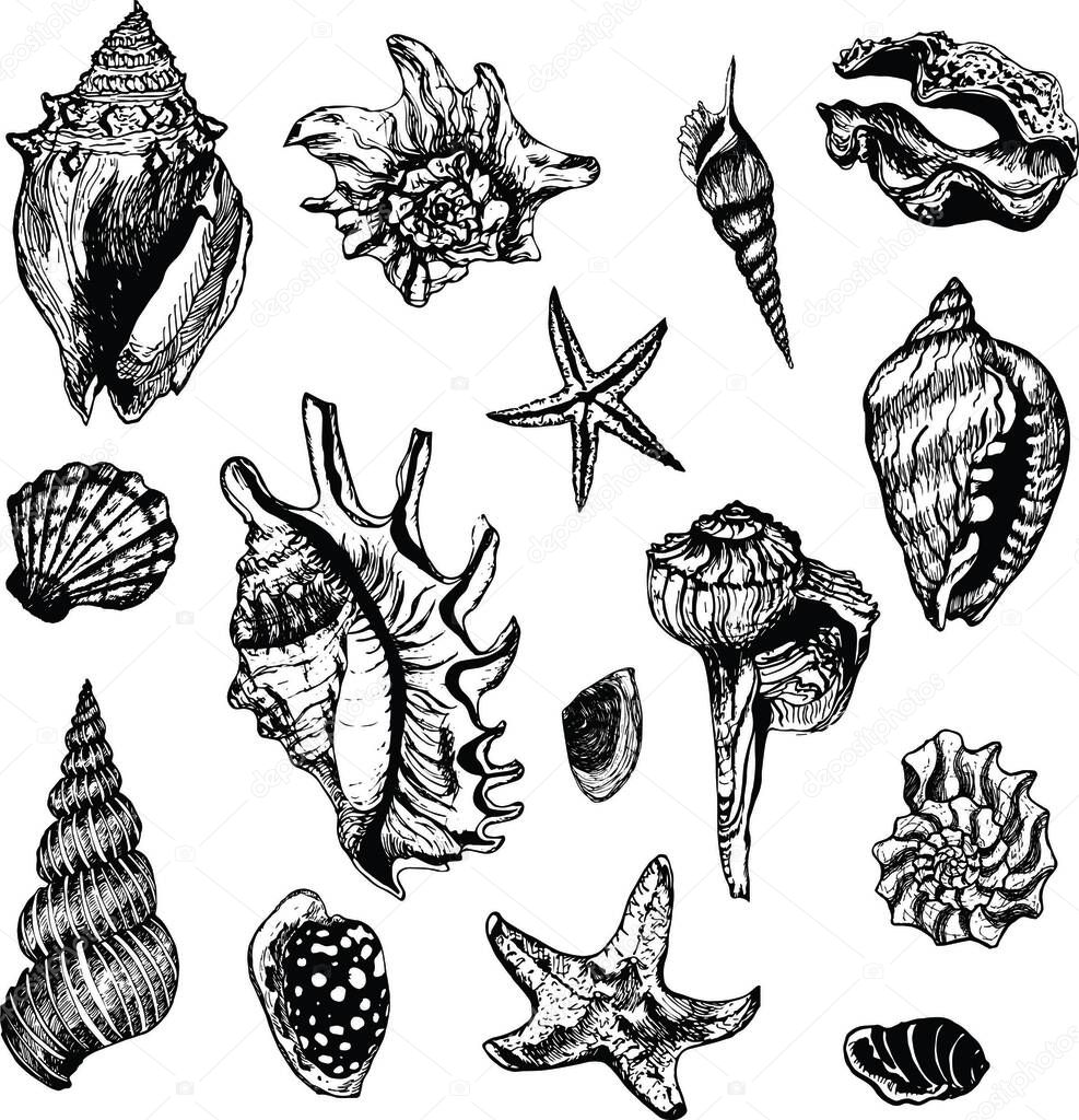 Vector set of shells. Hand-drawn sketch collection. 