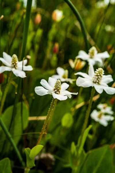 Beyaz kır çiçeklerinin güzel yakın plan resmi