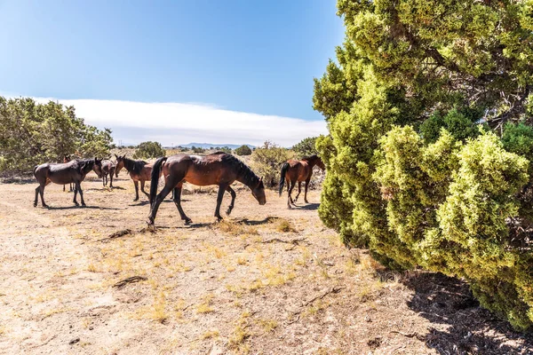 Caballos Salvajes Pastando Desierto Nevada Paisaje — Foto de Stock