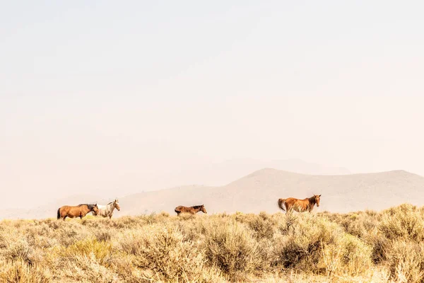 ネバダ砂漠で野生の馬が放牧され丘はカリフォルニアの森林火災の煙によって隠され — ストック写真
