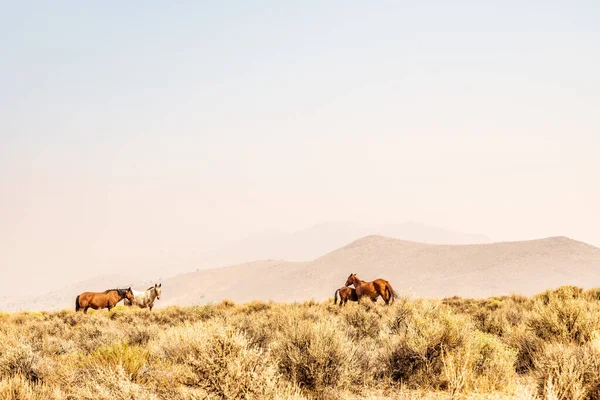 Caballos Salvajes Pastando Desierto Nevada Con Colinas Oscurecidas Por Humo — Foto de Stock