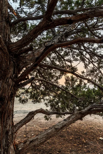 Çöl Manzarasına Karşı Siluetlenmiş Ardıç Ağacı Dallarının Doğası — Stok fotoğraf