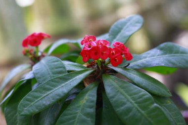 Güzel Dikenli Taç Çiçeği. Dikenli kırmızı çiçek. Euphorbia milii Des Moul. Dikenli Thorntree tacı, Euphorbia ihtişamlı. Güller Endonezya Çiçeği, Mayıs 2020
