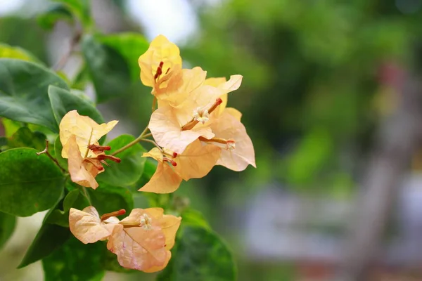 Bougenville Blomma Mönster Indonesien Vackra Ljusgula Papper Blommor Med Gröna — Stockfoto