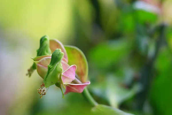 Close up photography of Green and Pink flower bud. bud is an undeveloped or embryonic shoot and normally occurs in the axil of a leaf or at the tip of a stem. Beauty in nature. Indonesia, March 2020