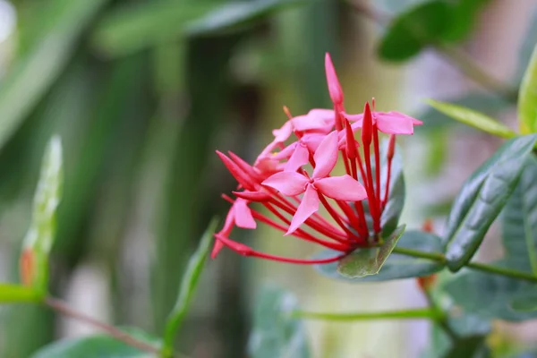 Röd Ashoka Blomma Min Främre Gård Ashoka Blommor Blommar Oftast — Stockfoto