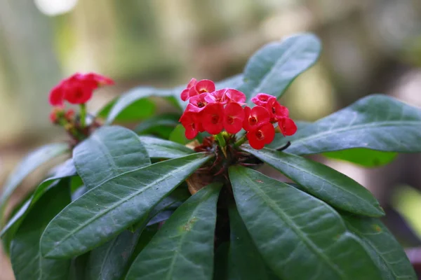 Mahkota Bunga Duri Yang Cantik Bunga Merah Dengan Duri Euphorbia — Stok Foto