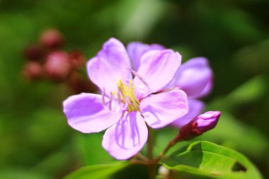 Güzel Melastoma malabathricum çiçeği ya da güneş ışığının gölgesinde mavi dil çiçeği. Güller Endonezya Çiçeği, Mayıs 2020