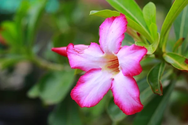 Desert Rose Rosa Blommande Växtart Som Blommar Trädgården Ovanför Lummig — Stockfoto