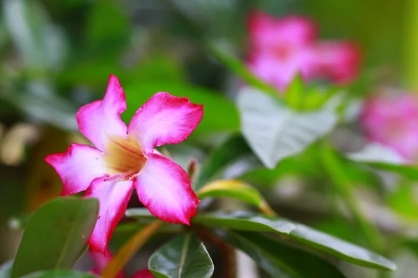 Adenium Eller Vanligen Kallad Desert Rose Blommande Med Rosa Blommor — Stockfoto