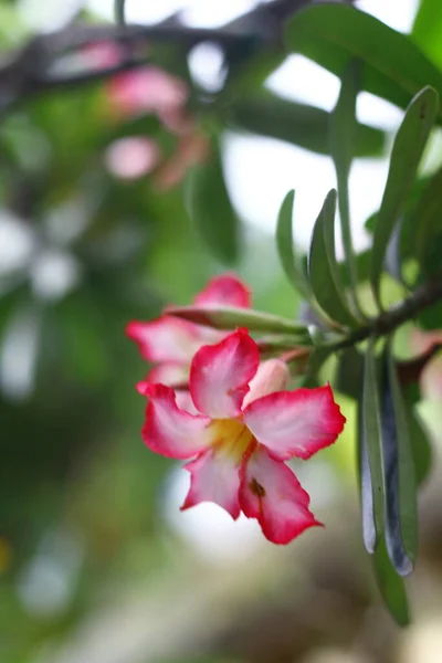 Rosa Ökenros Blommor Naturlig Skönhet Sommaren Rosor Indonesien Blomma Maj — Stockfoto