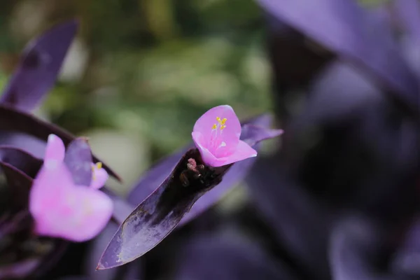 花园里一朵美丽的紫罗兰花 玫瑰是印度尼西亚花 2020年5月 — 图库照片