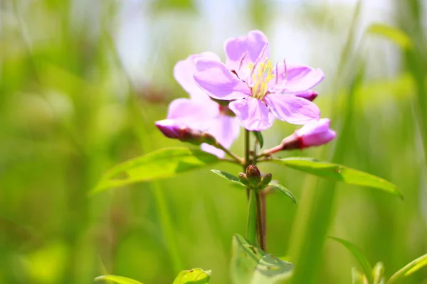 Purple wildflowers exposed to the sun heat. Flowers in the garden. Roses are Indonesia Flower, May 2020