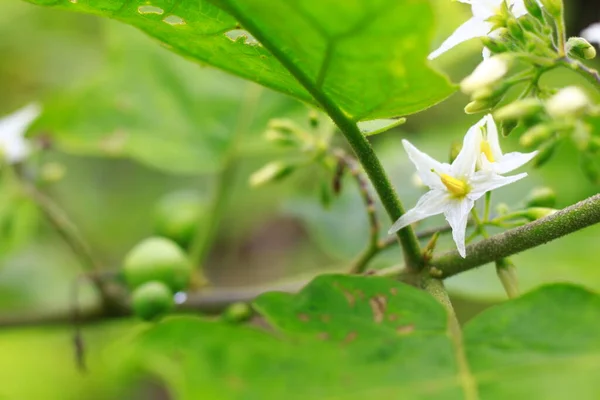 Filialer Vita Jasminblommor Som Blommar Vackert Solen Den Soliga Sommaren — Stockfoto