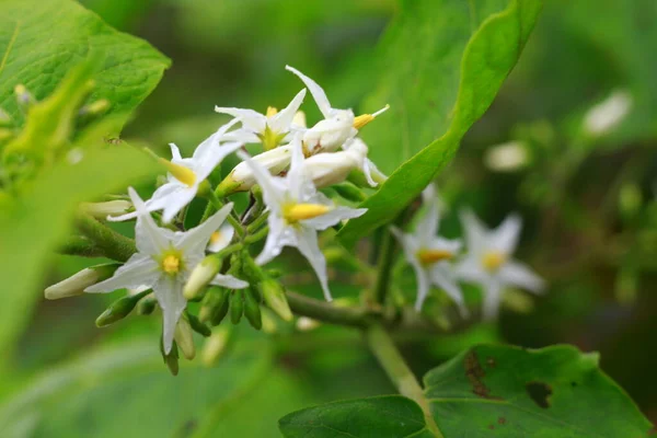 Jasminblomknoppar Skönhet Naturen Indonesien Maj 2020 — Stockfoto