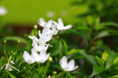 Beyaz Yasemin Çiçekleri. Doğada güzellik. Endonezya, Mayıs 2020