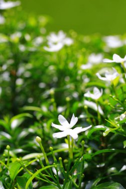 Ağaçtaki muz çiçeği. Doğada güzellik. Endonezya, Mayıs 2020