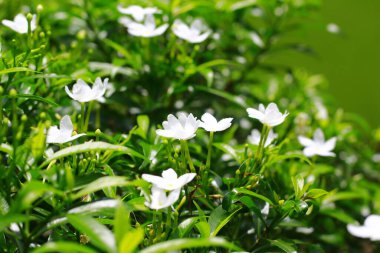 Ağaçtaki muz çiçeği. Doğada güzellik. Endonezya, Mayıs 2020