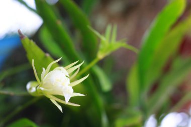 Beyaz orkide doğası gereği güzeldir. Doğada güzellik. Endonezya, Mayıs 2020