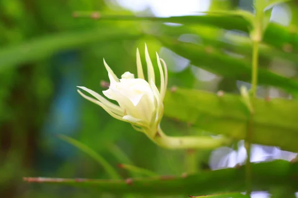 Vit Orkidéknopp Vårträdgård Skönhet Naturen Indonesien Maj 2020 — Stockfoto