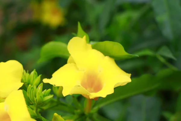 Beautiful flowers golden trumpet with green leaves