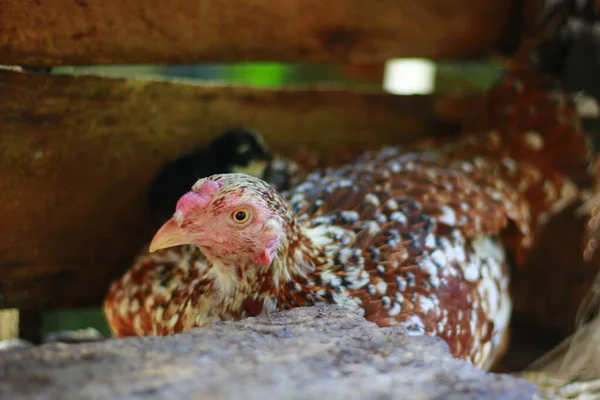 Ayam Induk Yang Menginkubasi Telur Indonesia Mei 2020 — Stok Foto