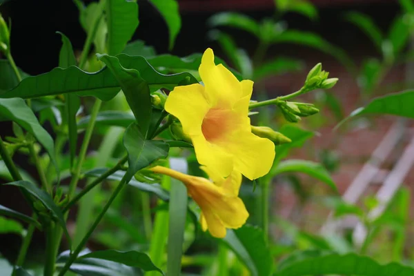 Allamanda Allamanda Cathartica Sfondo Bello Bellezza Fioritura Fioritura Fiore Botanica — Foto Stock