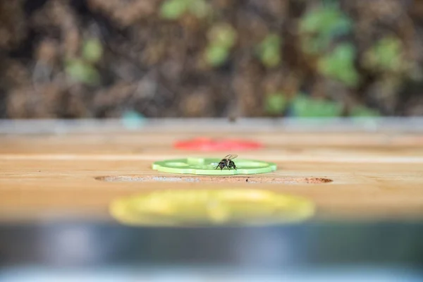 Ahşap Bir Kovan Üzerinde Küçük Arı Kapatın Arka Plan Bulanık — Stok fotoğraf
