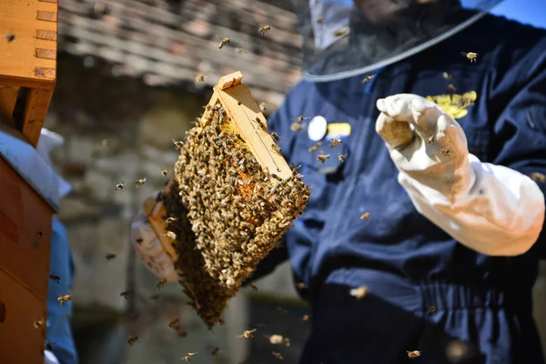 Apicultor Trabaja Colmenar Hombre Sosteniendo Marco Madera Con Abejas —  Fotos de Stock