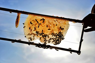 Arıcı arılar ve petek ile ahşap bir çerçeve tutun. Arıcılık kavramı.