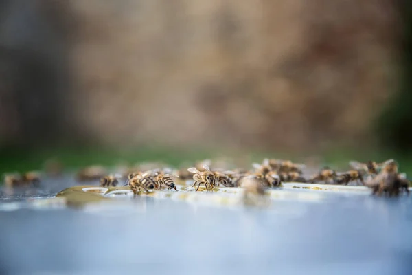 Close Van Bijen Een Honing Eten Concept Van Bijenteelt — Stockfoto