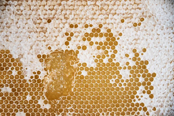 Primer Plano Panal Sin Abejas Concepto Apiario — Foto de Stock