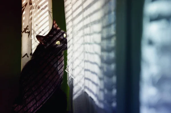 Black Cat Sitting Windowsil Looking Window Cat Portrait — Stok fotoğraf