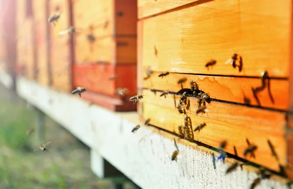 Närbild Flygande Bin Trädbikupa Och Bin — Stockfoto