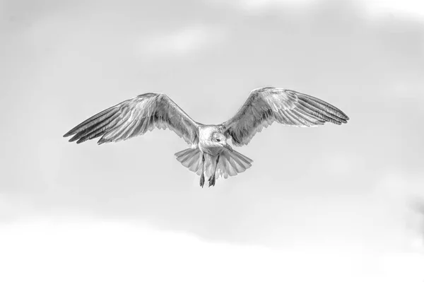 Seagull Black and White — Stock Photo, Image