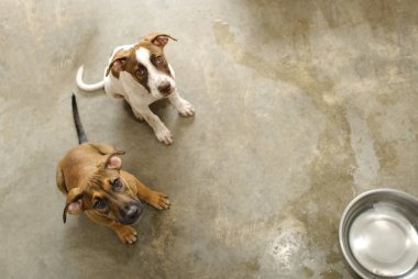 Köpek hayvan kurtarma barınağı