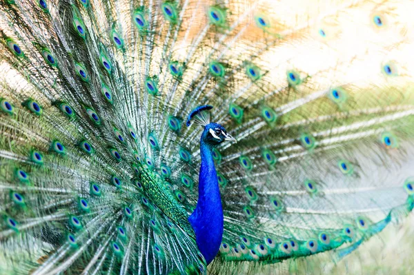 Peacock — Stock Photo, Image