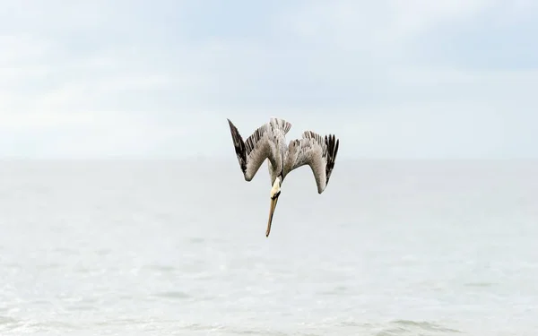Mergulho pelicano voando — Fotografia de Stock