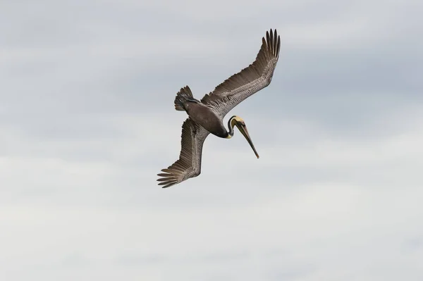 Pelican Diving Flying — Fotografie, imagine de stoc