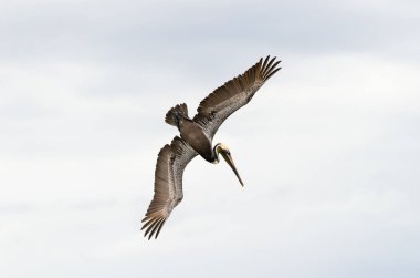 Pelikan dalış uçan