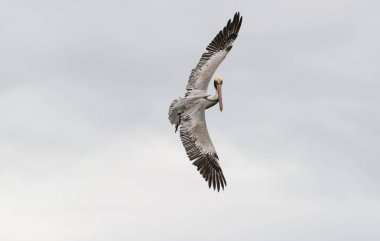 Pelikan dalış uçan