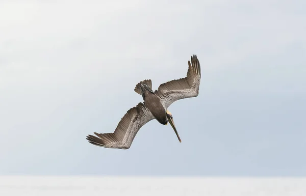 Pelican duiken Flying — Stockfoto