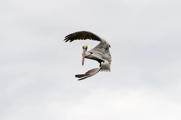 Pelican Diving Volar — Foto de Stock