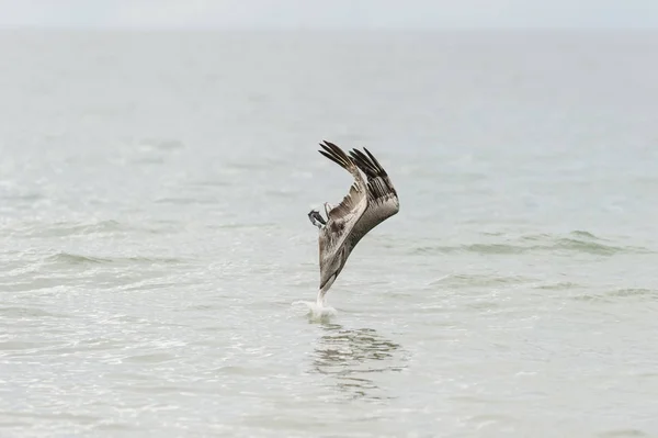 Pelican Diving Flying — Stock Photo, Image