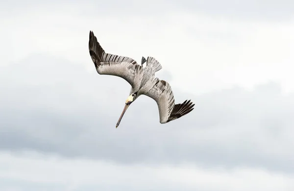 Pelican Diving Flying — Fotografie, imagine de stoc